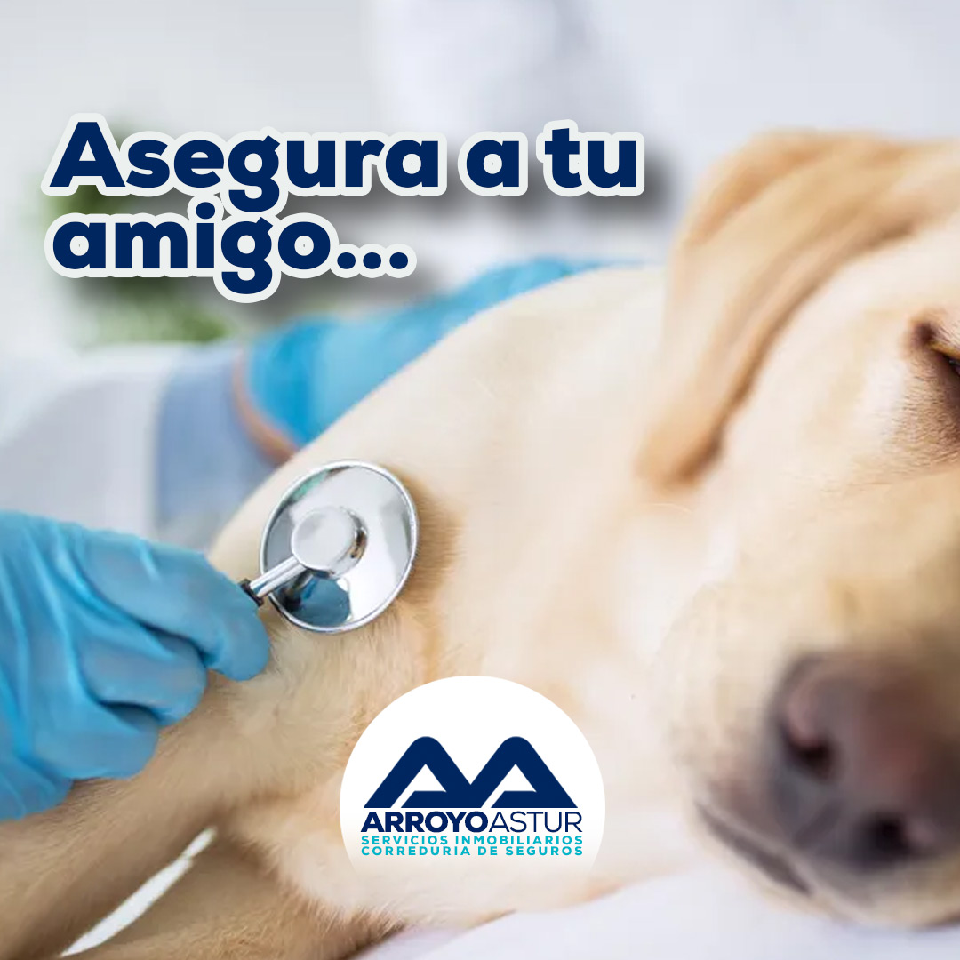 5 razones para asegurar a tu mascota